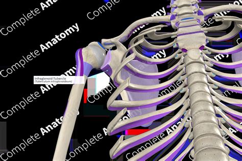 Infraglenoid Tubercle | Complete Anatomy