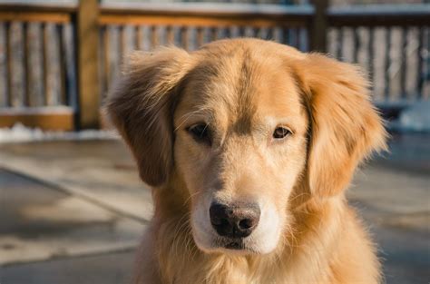 Golden Cocker Retriever - Golden Retriever Cocker Spaniel Mix - Animal Corner