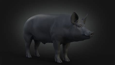 Realistic pig 3D model - TurboSquid 1658423