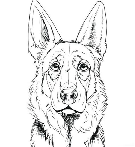 Fabulous Info About How To Draw A German Shepherd Head - Soundtwo