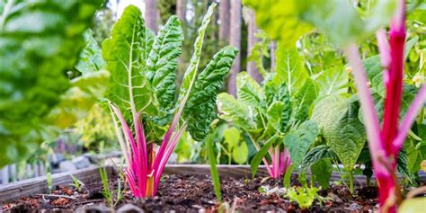 Grow and Care For Swiss Chard in the Garden