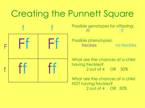 PPT - Punnett Square Notes PowerPoint Presentation, free download - ID:2160413