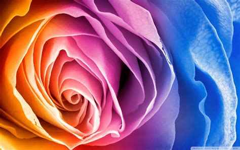 Rainbow Roses Wallpapers - Top Free Rainbow Roses Backgrounds - WallpaperAccess