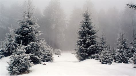 Download hd wallpapers of 74884-nature, Landscape, Snow, Forest. Free ...