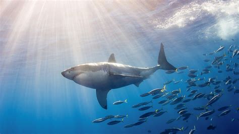 Great White Shark Wallpaper - WallpaperSafari