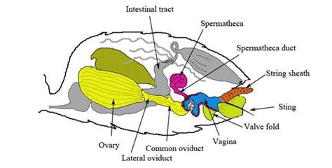 Drone Bee Anatomy - Picture Of Drone