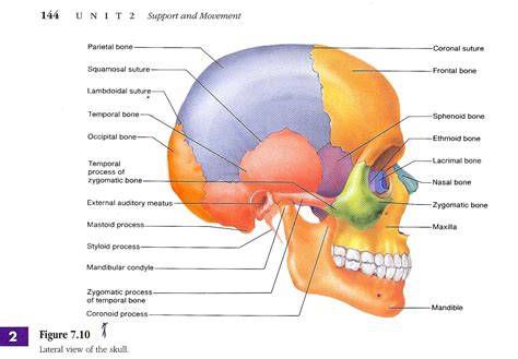 Skull Diagram Labeled