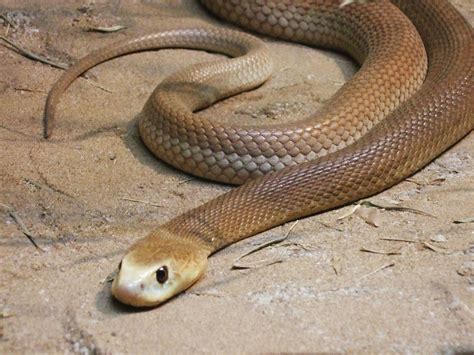 24++ Inland taipan snake ideas