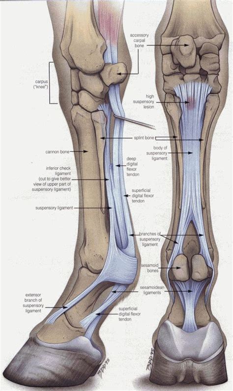 Anatomy every horse owner should know! The Equine Lower Front Leg. | Horse anatomy, Horse care ...