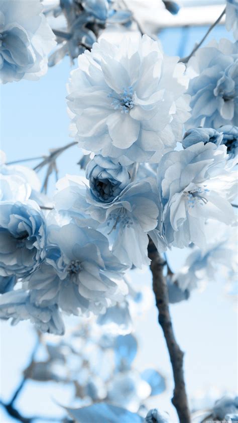 Samsung Flower Wallpapers Group (35+)