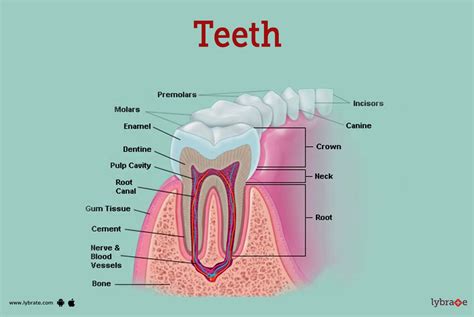 Teeth Anatomy