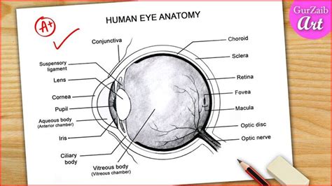 Eye Diagram Easy to Draw / Labelled Diagram of Human Eye Anatomy - Step by step for beginners in ...