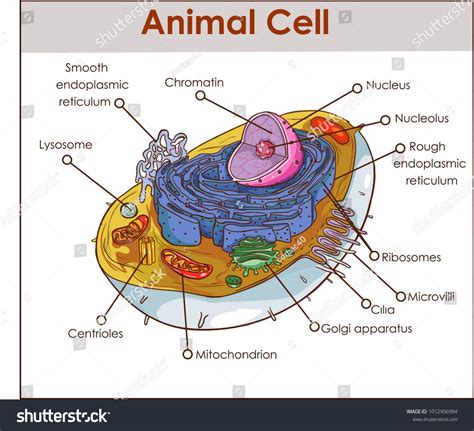 animal cell diagram 3d - Tifany Galvan