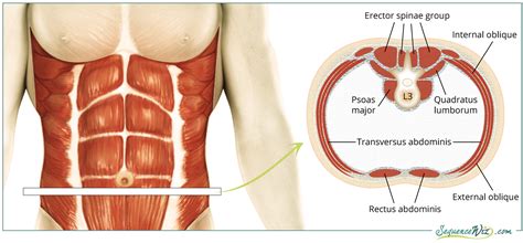 Core Muscles Diagram