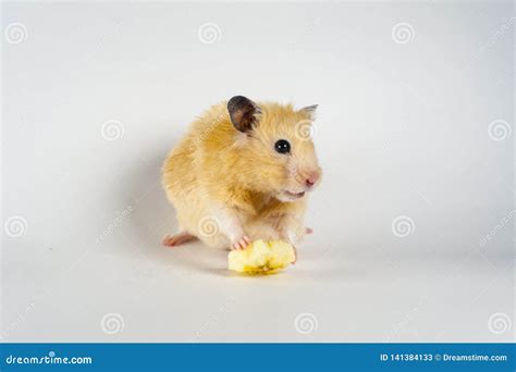 Cute Hamster Eating Banana on White Background Stock Image - Image of cute, white: 141384133