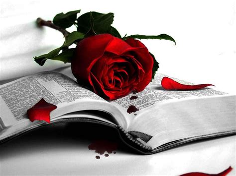 Blood Rose Wallpapers - Wallpaper Cave