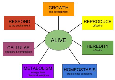 Characteristics of Life Diagram | Quizlet