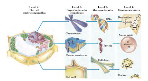 5 Major Functions of Biomolecules