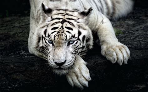 22+ Gambar Harimau Putih Wallpaper, Spesial!