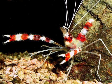 The 4 Best Saltwater Shrimp for Your Tank - The Aquarium Club