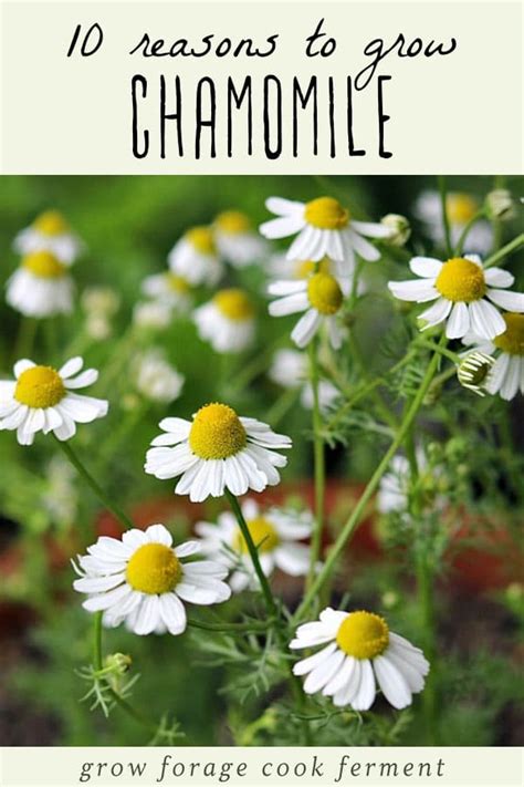 Chamomile Health Benefits, Uses And Side Effects Axe, 57% OFF