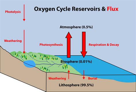 Oxygen Cycle - Meaning, Steps & Diagram with Images and FAQs