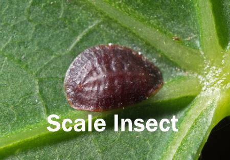 Get Rid of Scale Insects on Indoor Plants