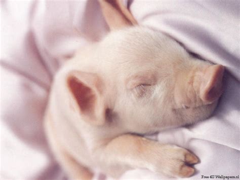 Cute Pig Wallpaper - WallpaperSafari