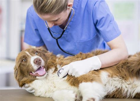 Heart Murmurs in Dogs | PetMD