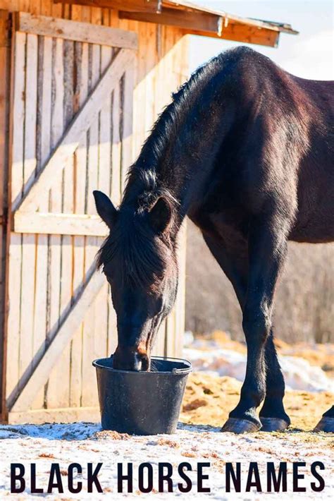 Black Horse Names - 160 Cool Name Ideas For Black Horses