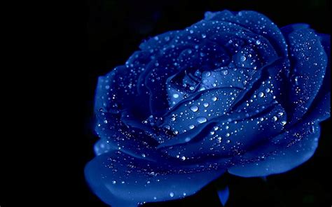 Blue Rose Wallpapers - Wallpaper Cave