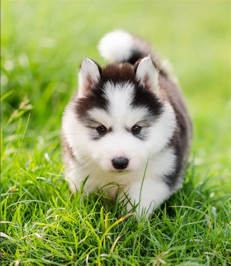 Baby huskyyy | Cute husky puppies, Siberian husky dog, Husky puppy