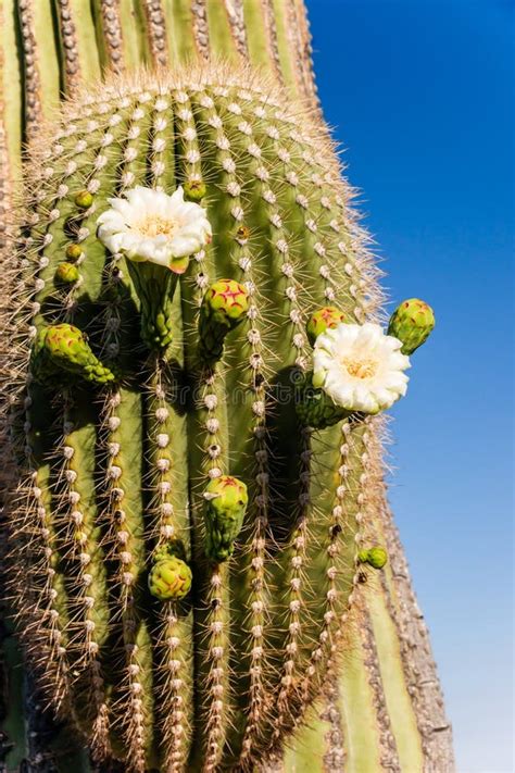 Blooming Saguaro Cactus Close Up Stock Photos - Image: 31397203