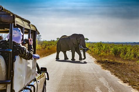 Safari Serenity: A Guide to Wildlife Encounters in Africa's National Parks - It Teps