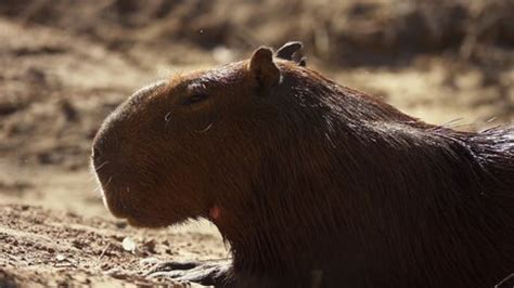 Capybara Natural Habitat Portrait Stock Footage Video (100% Royalty-free) 1091179025 | Shutterstock