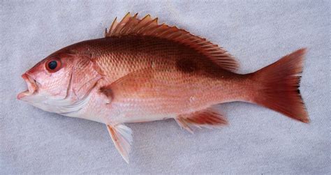 Snapper Family Photographs, and Information – Lutjanidae | Mexico – Fish, Birds, Crabs, Marine ...