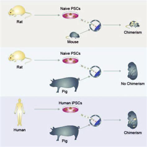 Illustrate the human-pig Hybrid created in the lab. Credit: Salk... | Download Scientific Diagram