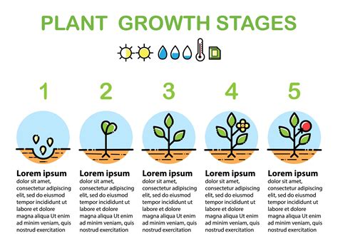 Plant growth stages infographics. Line art icons. Flat design. 617091 Vector Art at Vecteezy