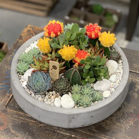 Bright Succulent and Cacti Arrangement in Cement Bowl in Los Angeles, CA | The Juicy Leaf