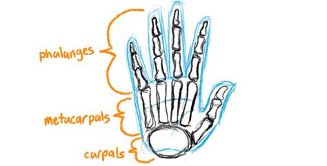 Basic Hand Structure Drawing - ipanemabeerbar