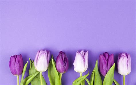 Purple Tulips Wallpapers - Wallpaper Cave