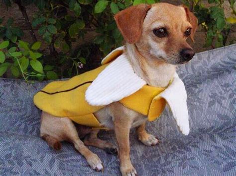 Pin by Lindsay Sastaunik on Halloween costumes | Dog costumes, Banana costume, Dog costume