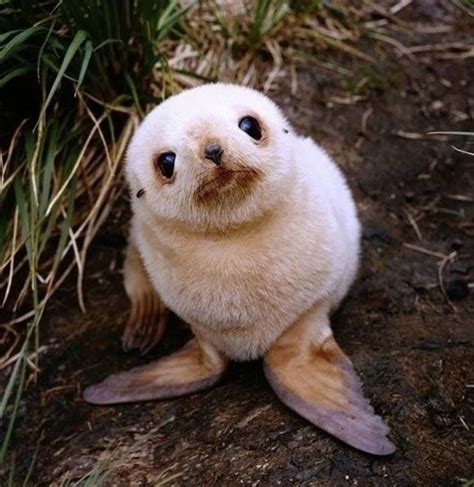 The World's Top 10 Cutest Wild Baby Animals in 2021 – Zumalka