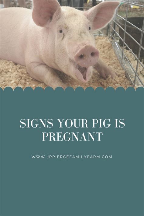 Signs Your Pig is Pregnant — J&R Pierce Family Farm: Official Blog