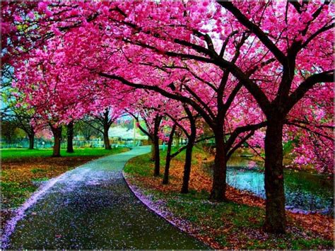 Japan Cherry Blossom Wallpapers - Top Free Japan Cherry Blossom Backgrounds - WallpaperAccess