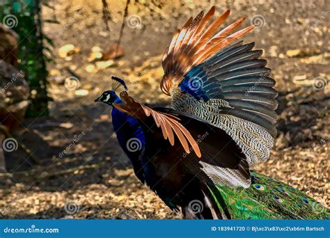 A Peacock Spreads Its Wings. Stock Photo - Image of feathers, bird: 183941720