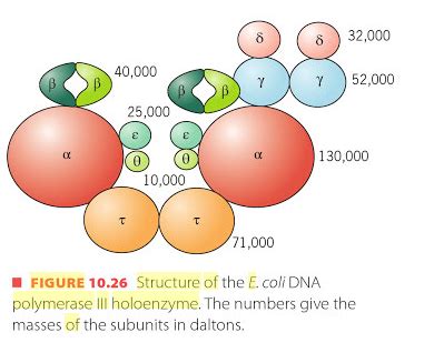 Dna Polymerase 1 Structure