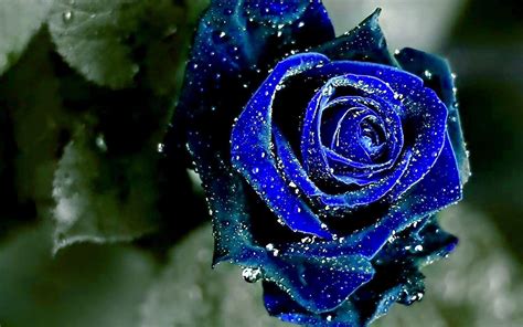 Free Blue Rose Wallpapers - Wallpaper Cave