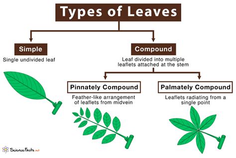 Different Types of Leaves with Names and Pictures