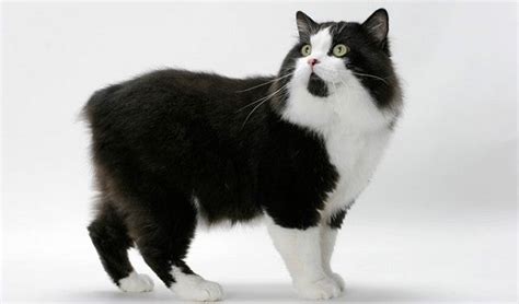 Manx Cat Black and White Color | Pets Blog | Cat breeds, Manx cat, Cat facts